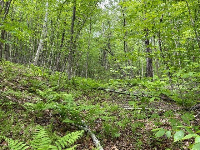 Photo of Dole School House Road, Washington, NH 03280 (MLS # 5095668)
