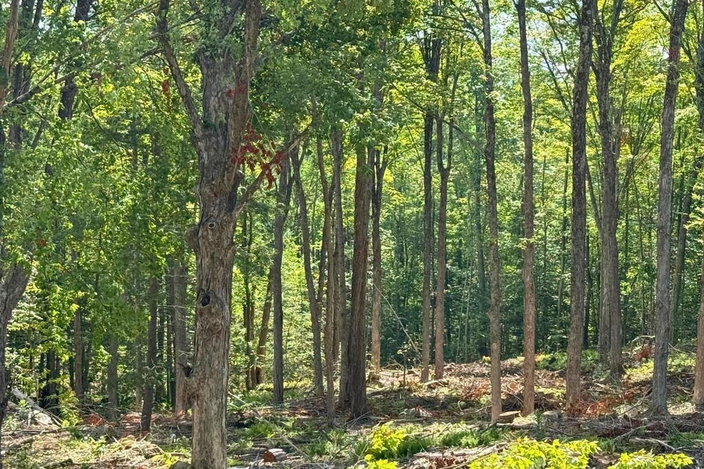 Photo of 91 Roxbury Road, Sanbornton, NH 03269 (MLS # 5105403)