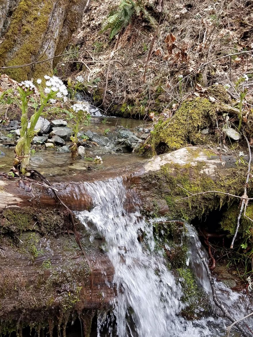 Wooded Privacy on this breathtaking 97± acres. Approximately 1700 feet of creek flows through this parcel in historic gold country. With approved homesite, this rare offering provides an exceptional setting to create your dream home. This land has all of the space you'll need in a diverse mix of trees on wooded hillsides with areas of level and usable land. This, along with the bordering government land, provides outstanding privacy and seclusion. Reflecting the area's well-documented gold-mining history, a gold mine is located on the property that has shown color. Near the Rogue River, this is truly a rare opportunity rich in history, beauty and possibility.