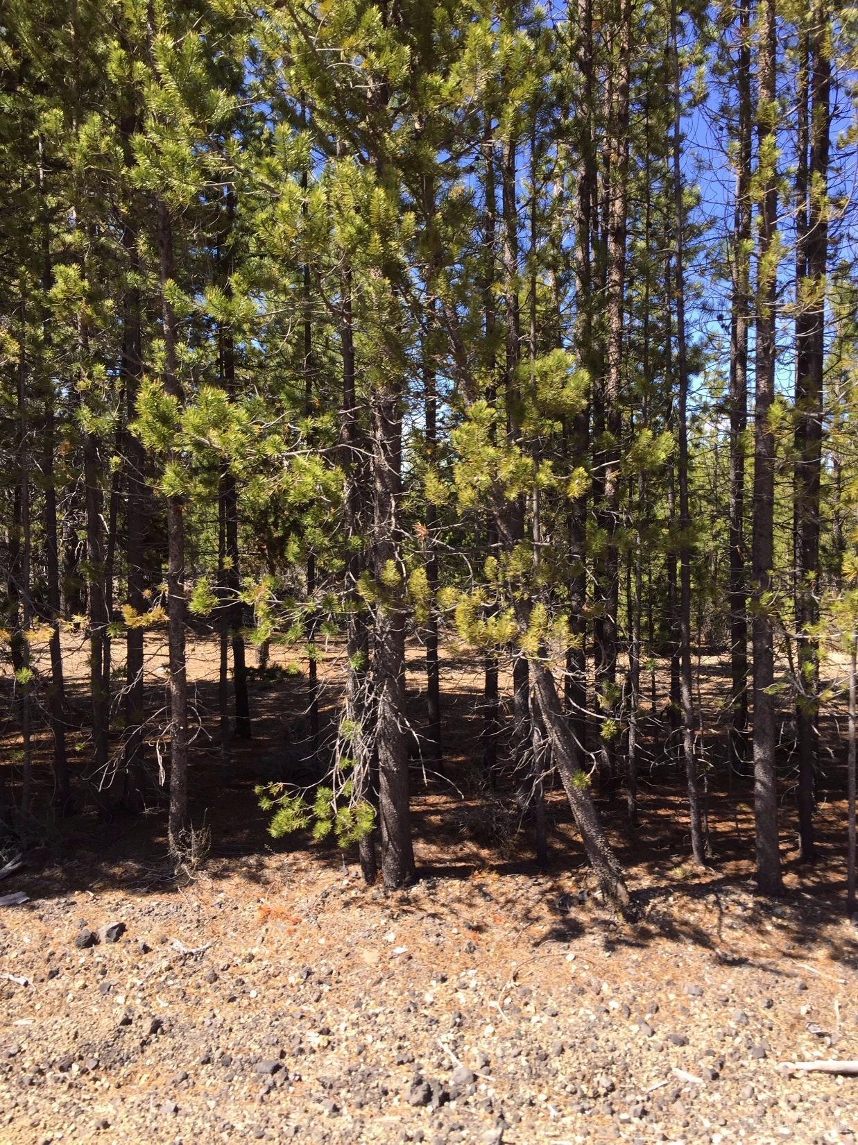 Two Rivers North - Land