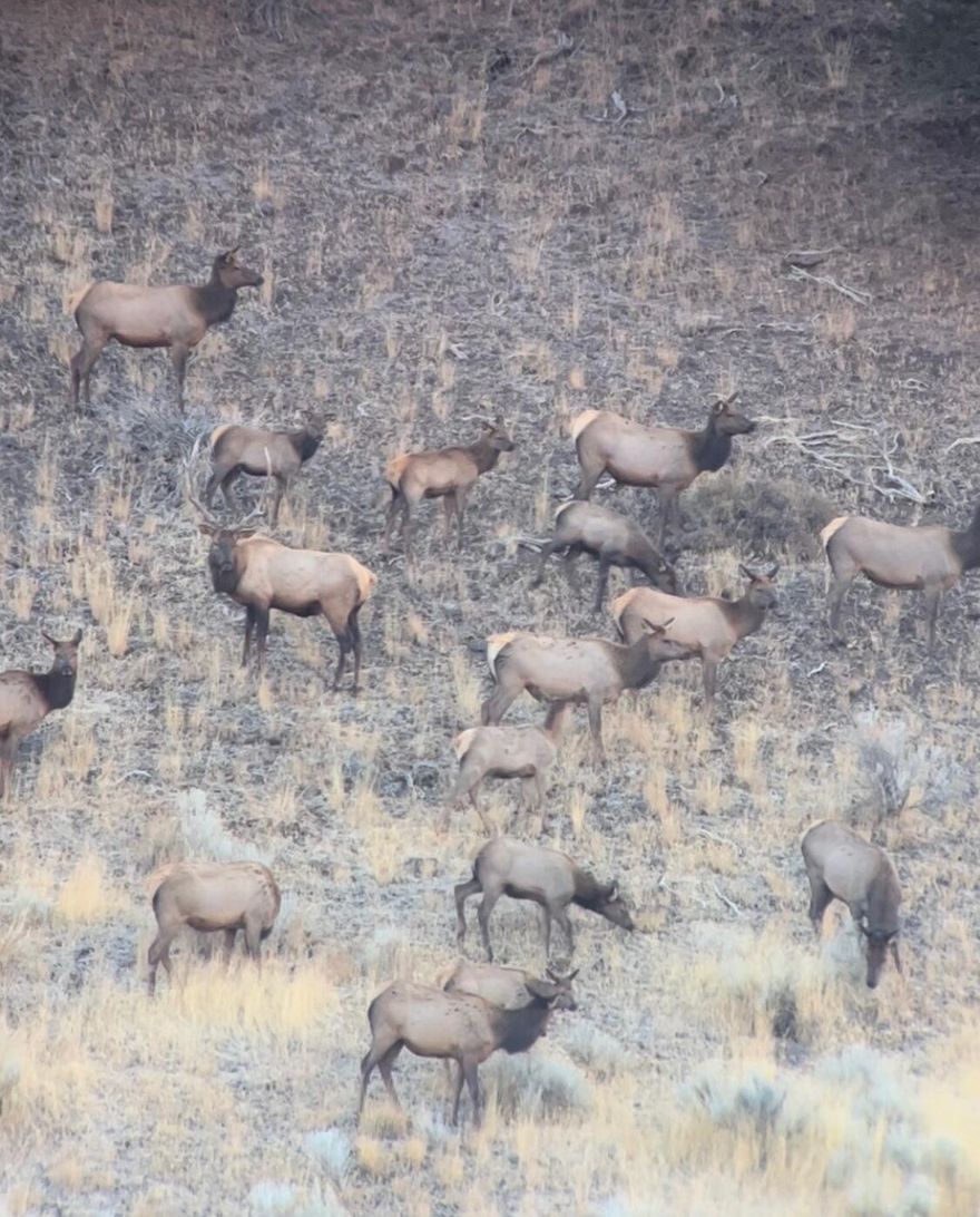 Kings Camp is a nice 1920 acre block that sits in the Northside hunting unit.   Located 20 minutes from John Day, OR.  Mule deer and elk frequent the property and can be found virtually year round on the property.  Great deer habitat and even better elk habitat.  Property qualifies for 3 LOP tags for deer and 3 LOP tags for elk.  Call the listing broker to schedule your showing.