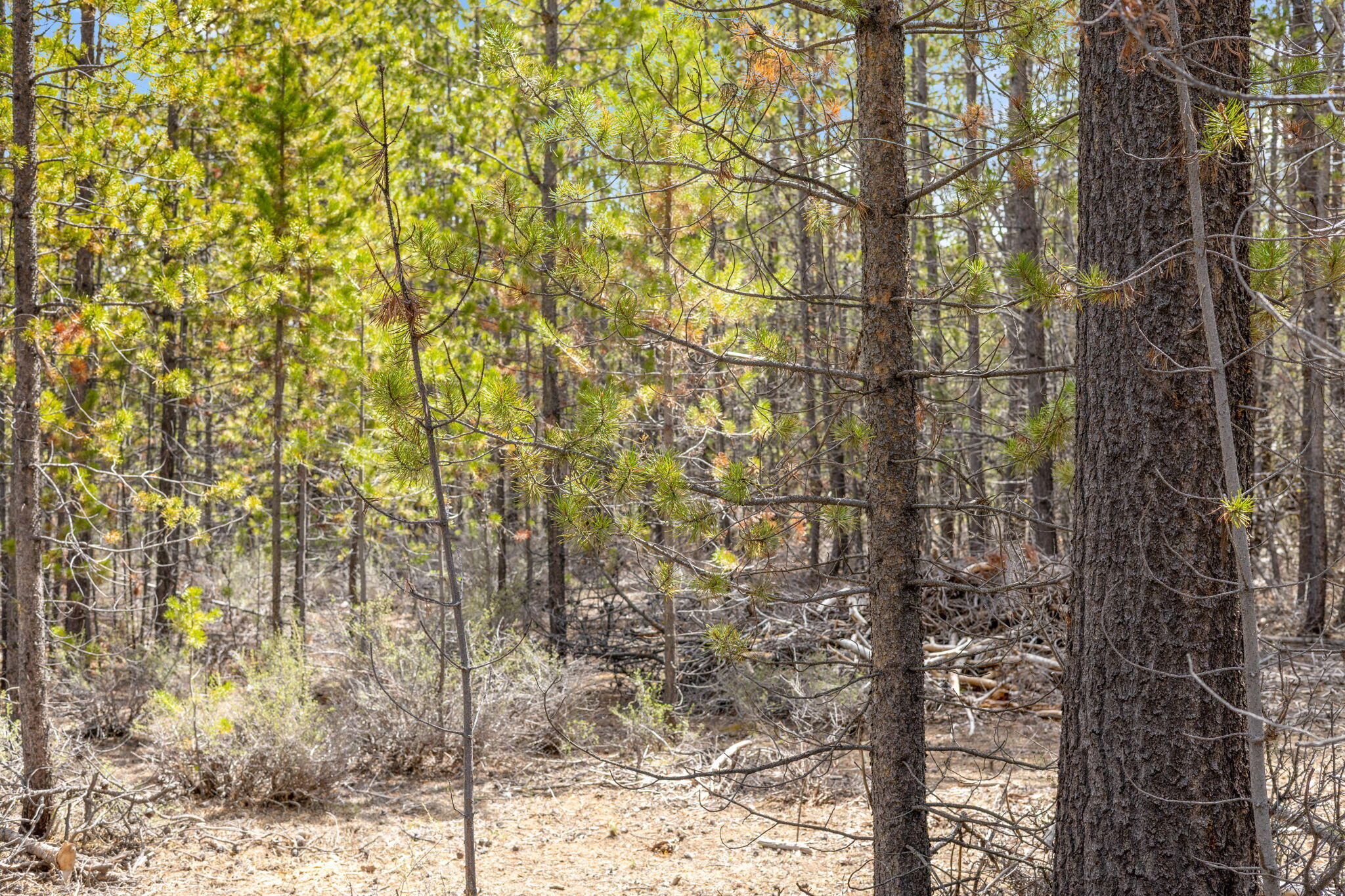 Wagon Trail Acreages - Land