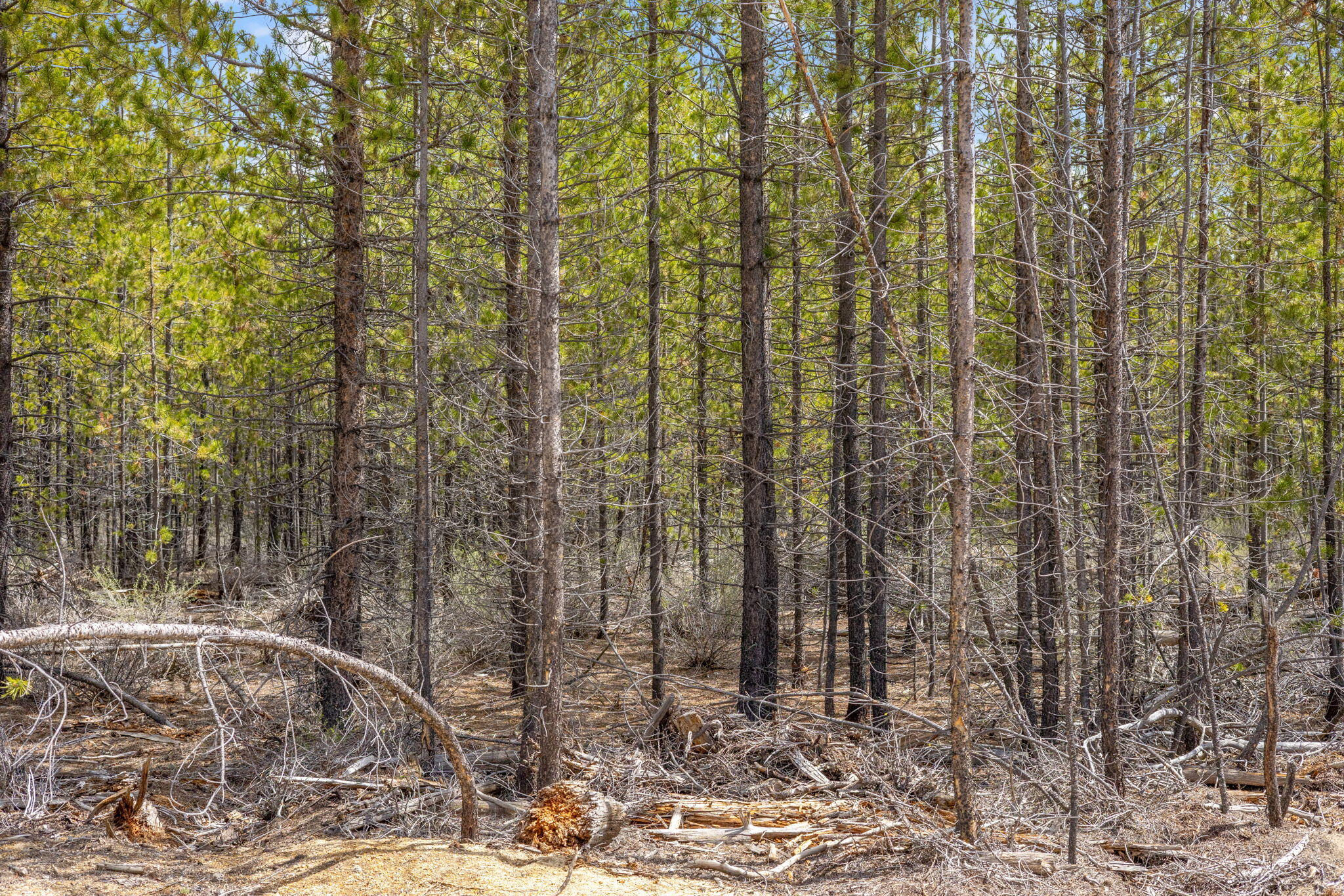 Wagon Trail Acreages - Land