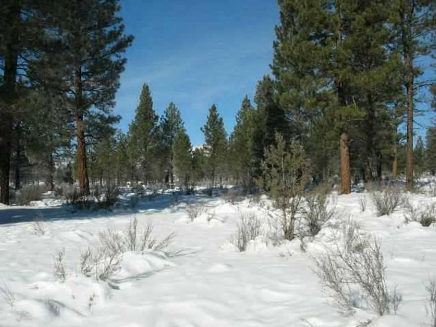 Great Undeveloped Property Among The Pines. Peace And Quite, Low Stress, Beautiful Skies. Build Your Home Off The Grid.