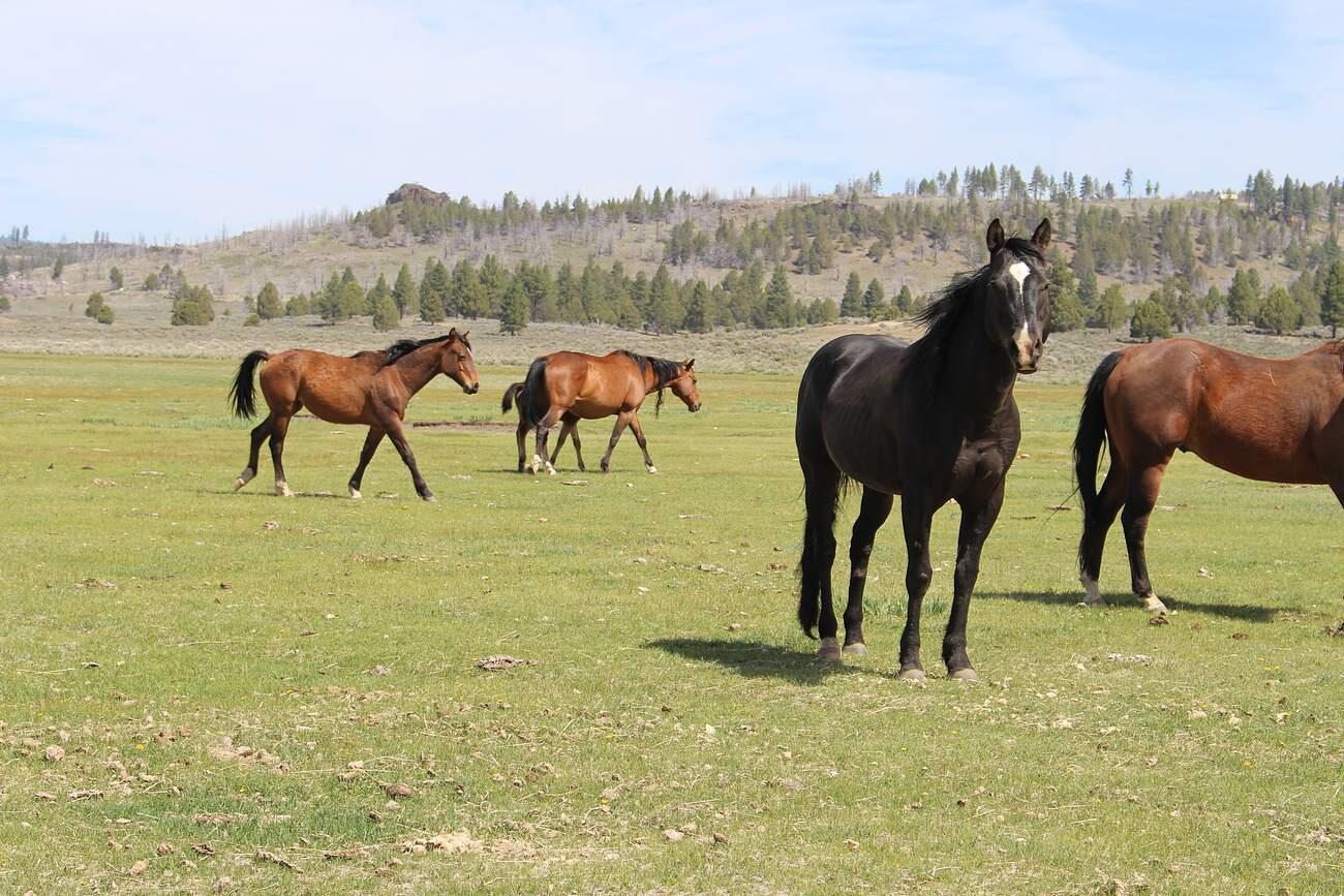 Sprague River - Farm