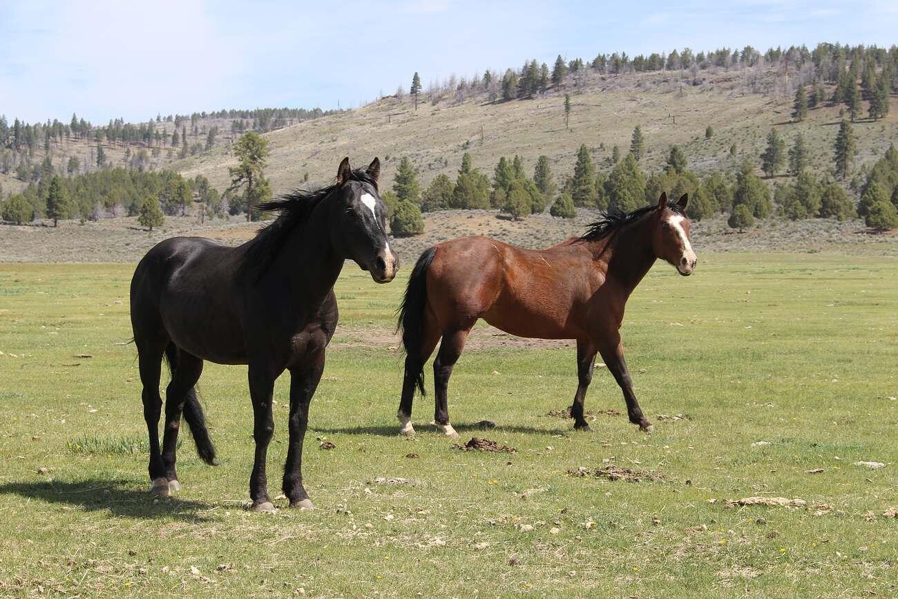 Sprague River - Farm