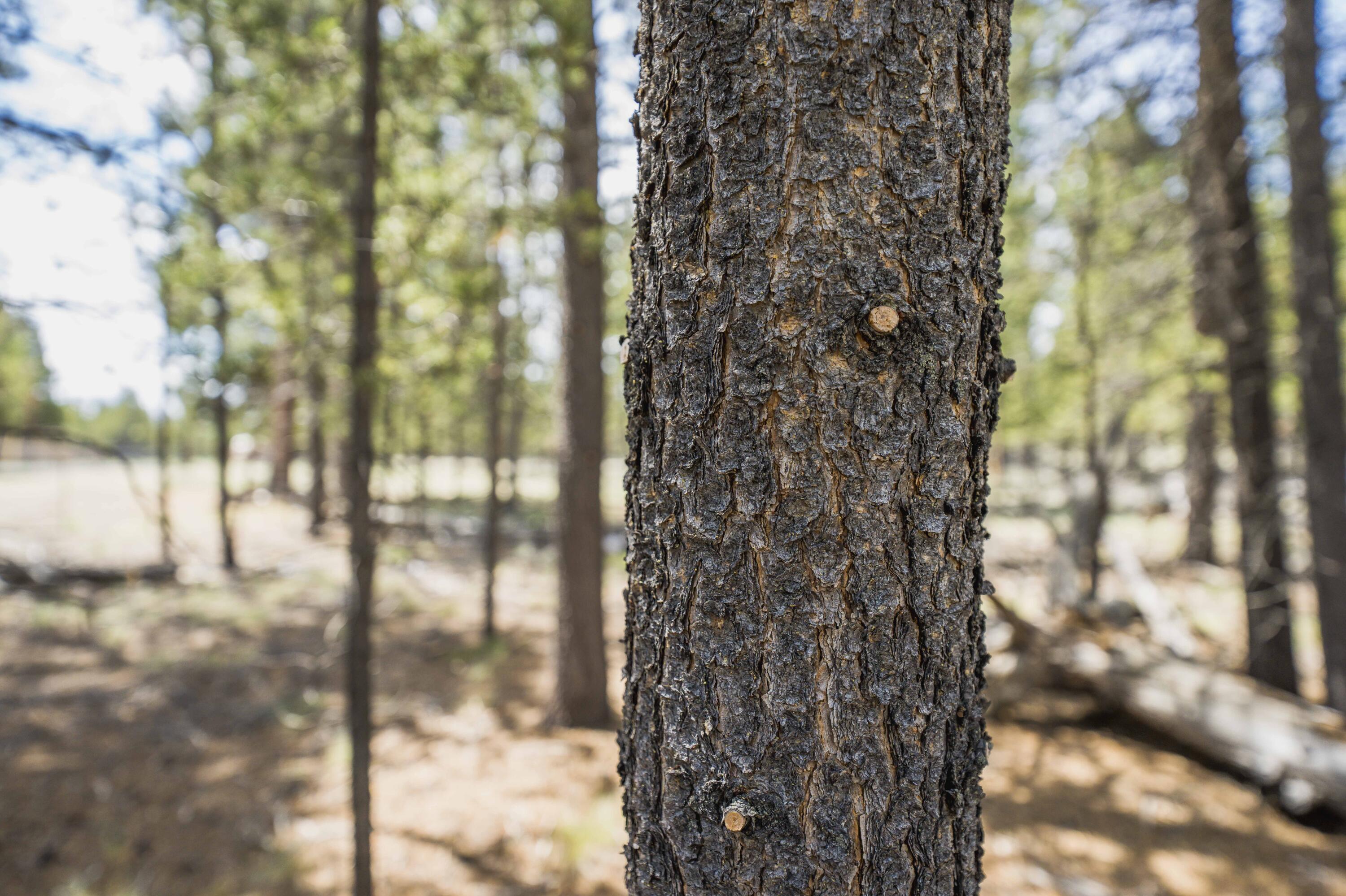 Sun Forest Estates - Land
