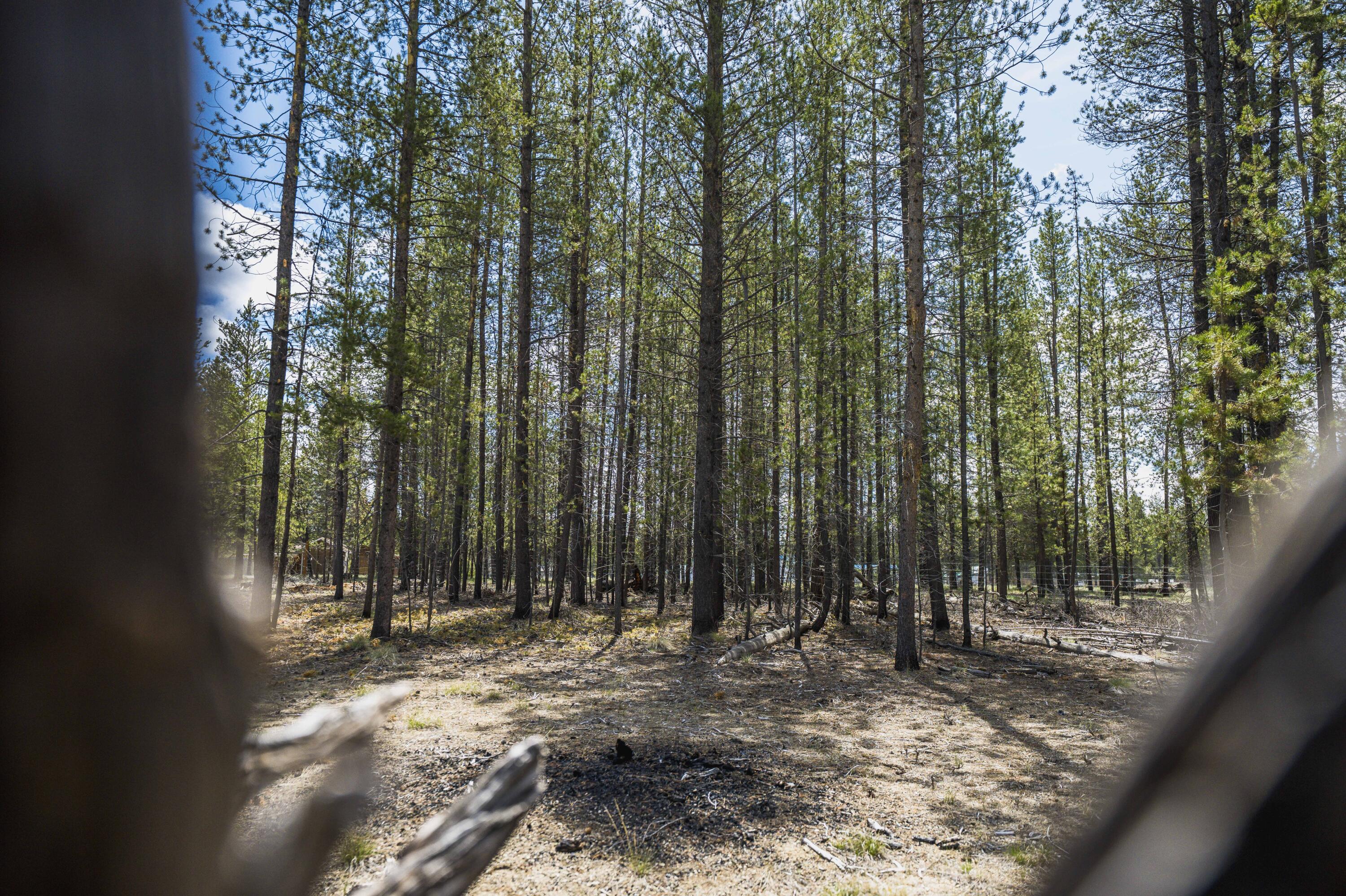 Sun Forest Estates - Land