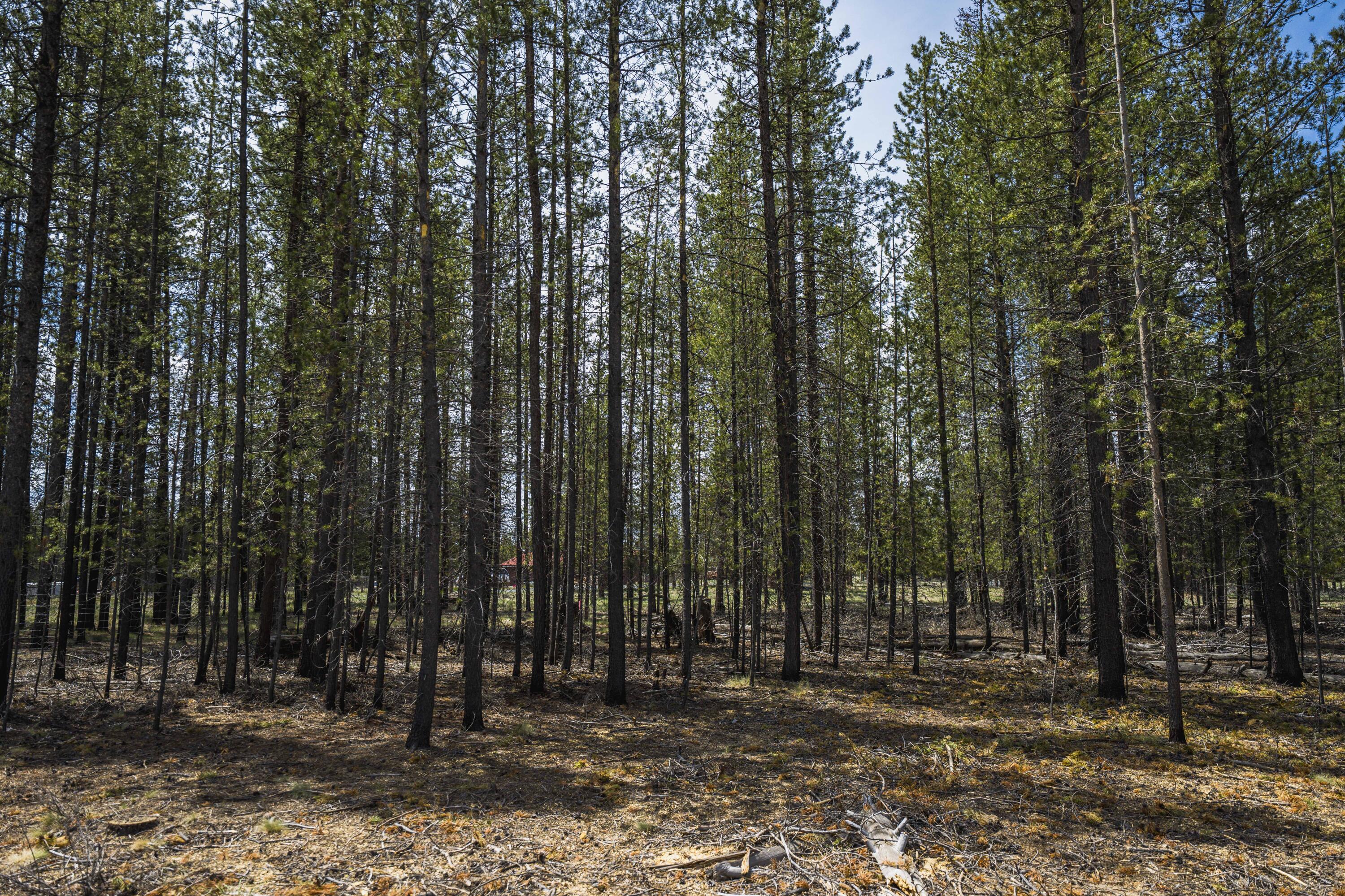 Sun Forest Estates - Land