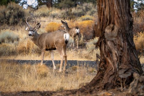 Tiny photo for 6225 NW Euston Court, Redmond, OR 97756 (MLS # 220211651)