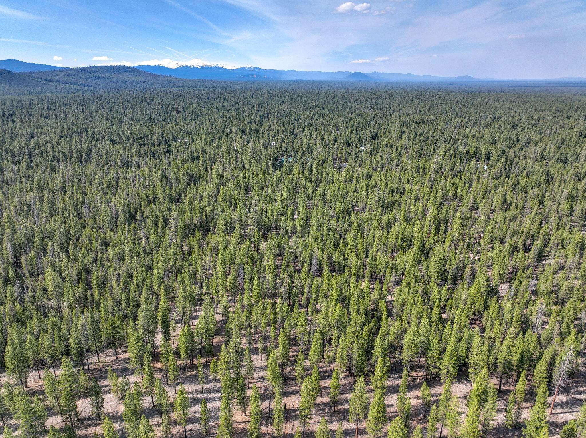 Ponderosa Pines - Residential