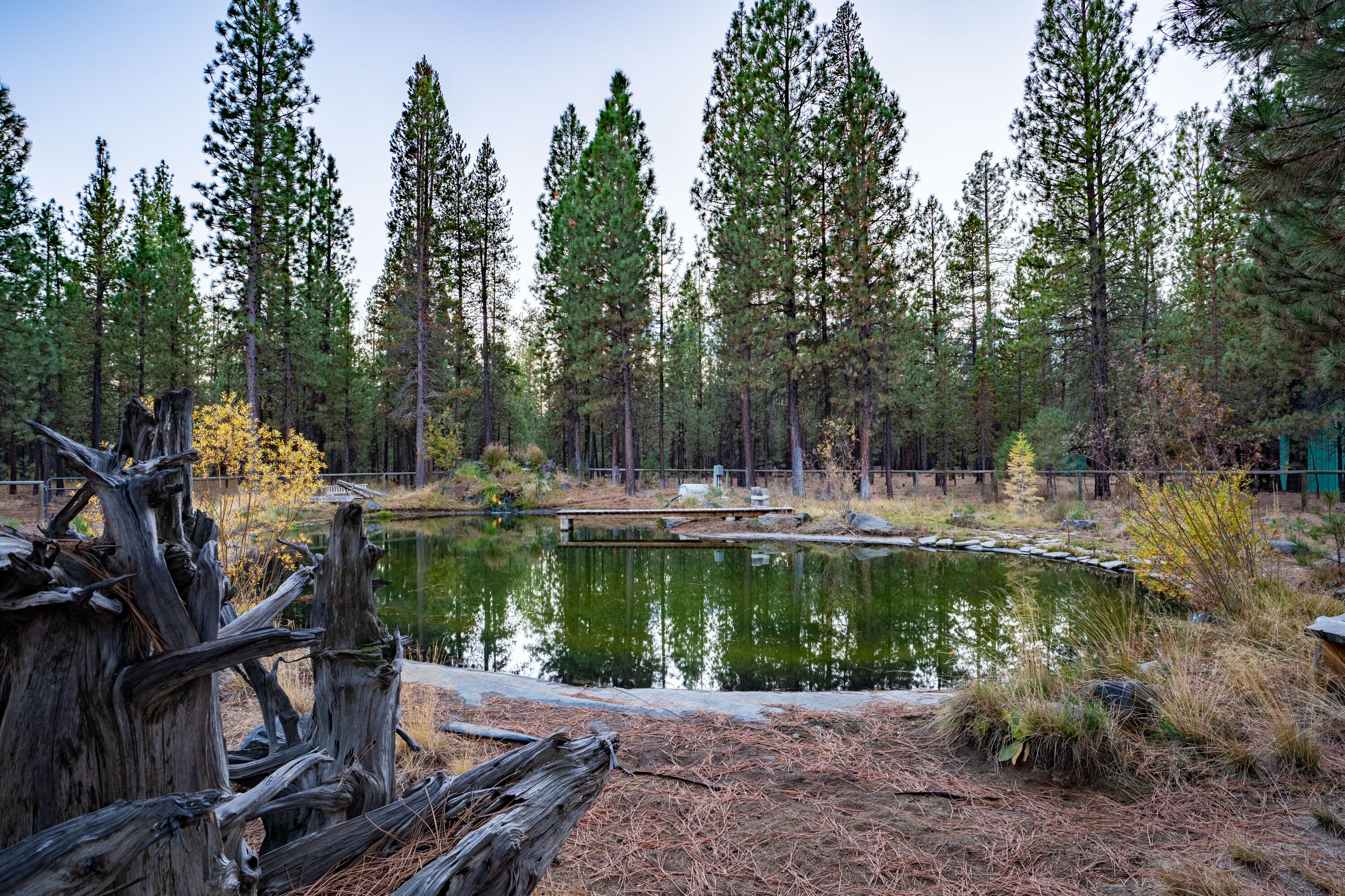 Ponderosa Pines - Residential