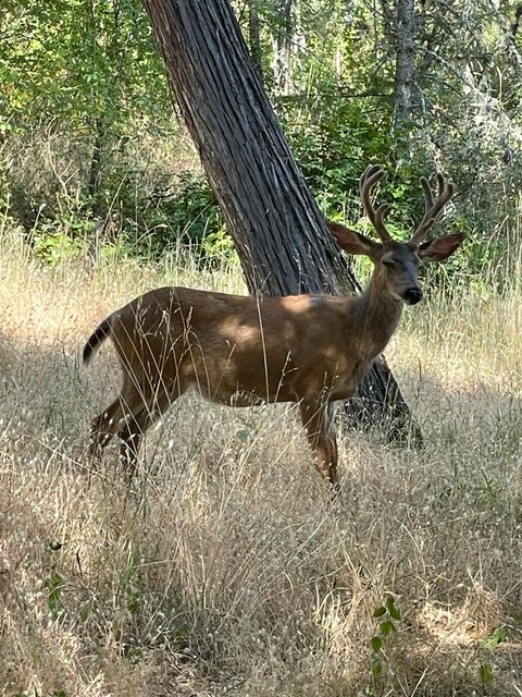 Tiny photo for 58 Pine Street, Shady Cove, OR 97539 (MLS # 220211422)