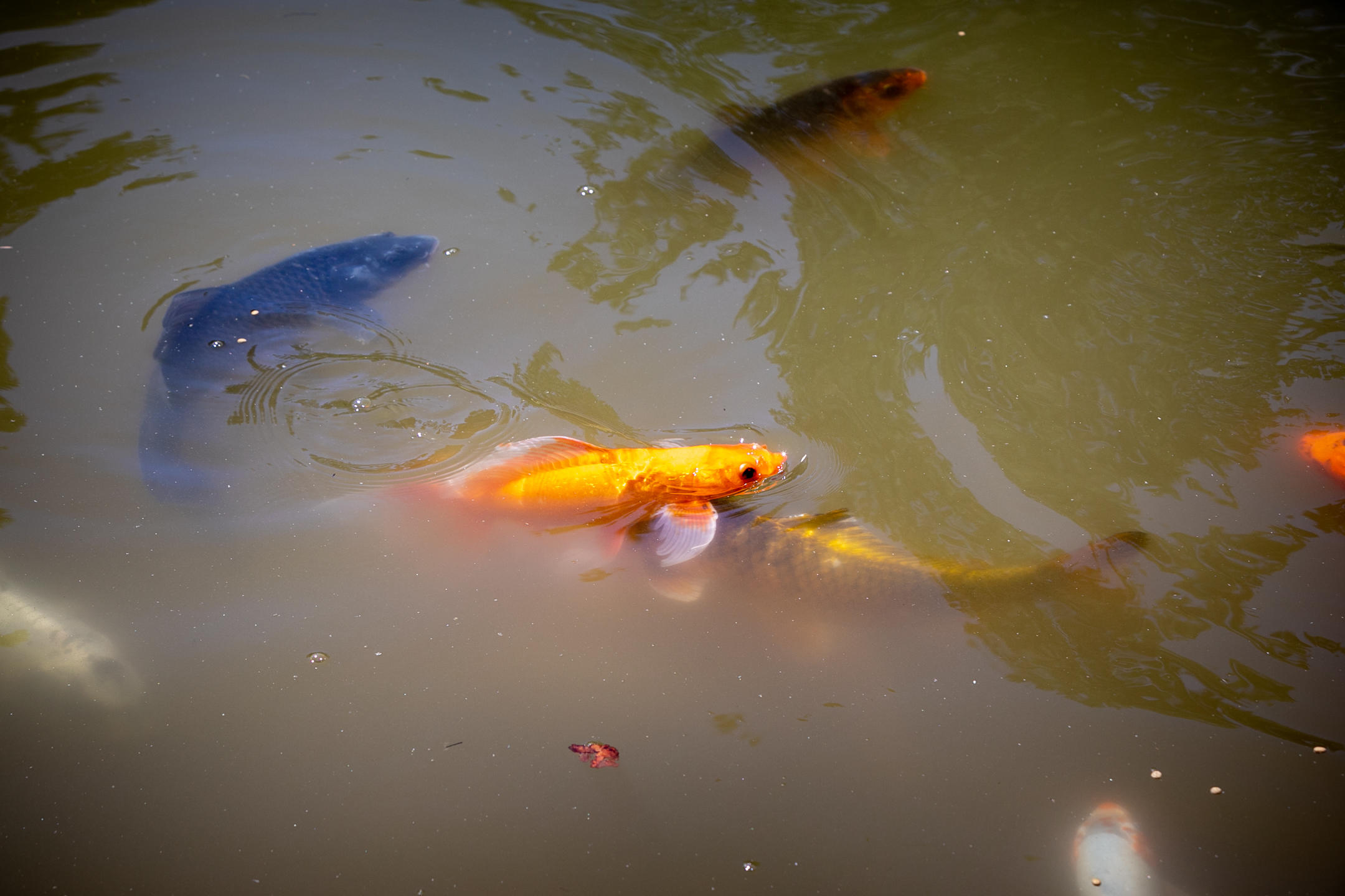 Glen Vista - Residential