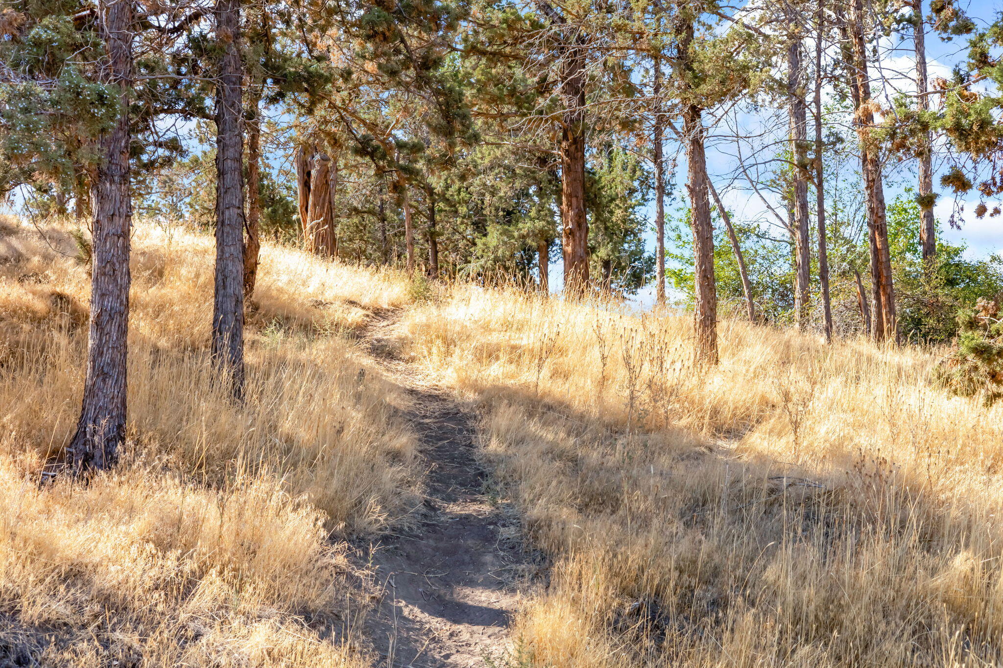 Redhawk - Residential