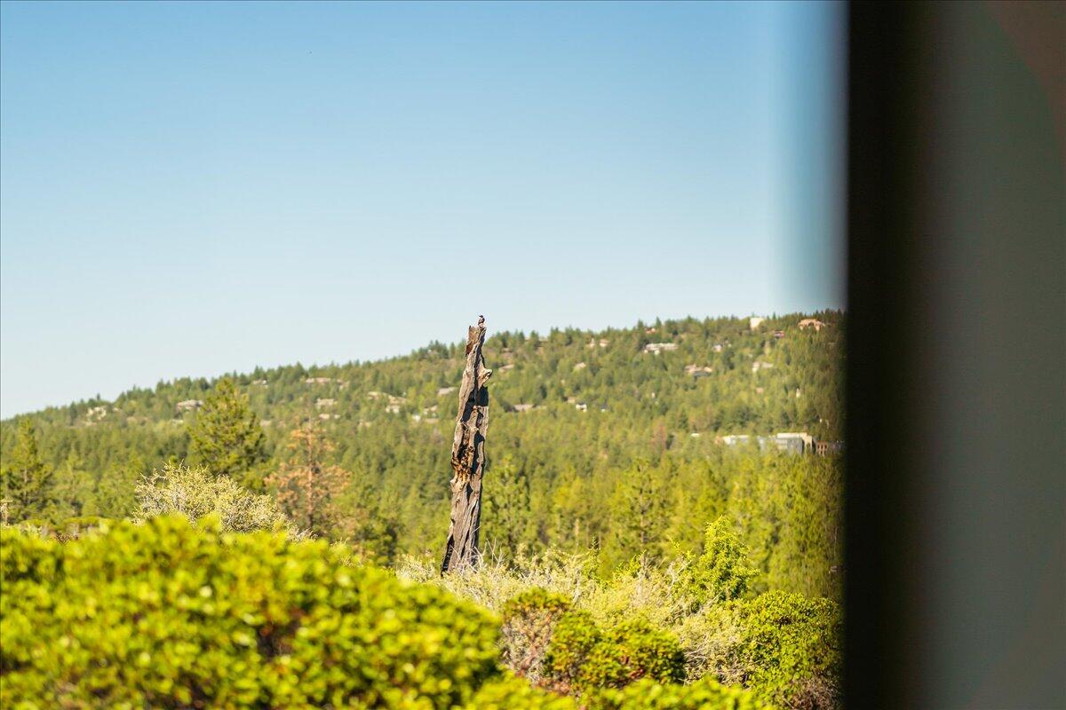 Tree Farm - Residential