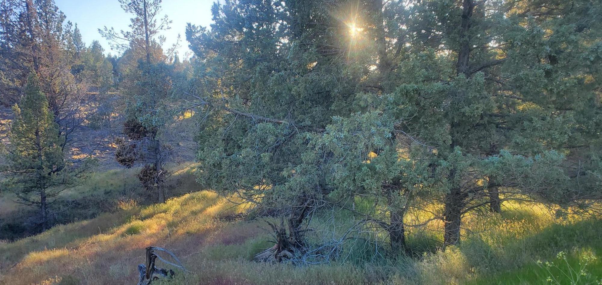 Golden Horseshoe - Land