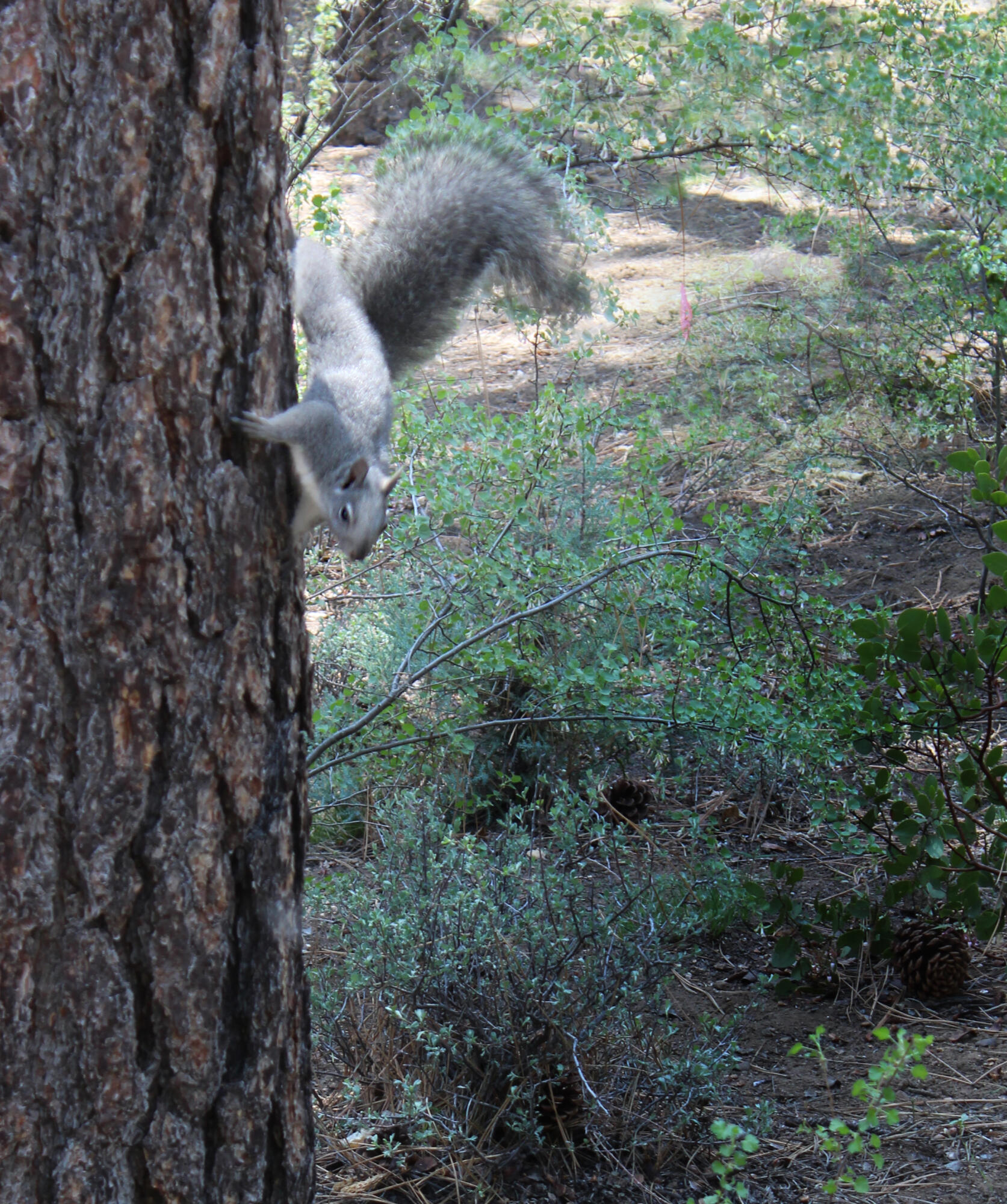 Sunrise Village - Residential