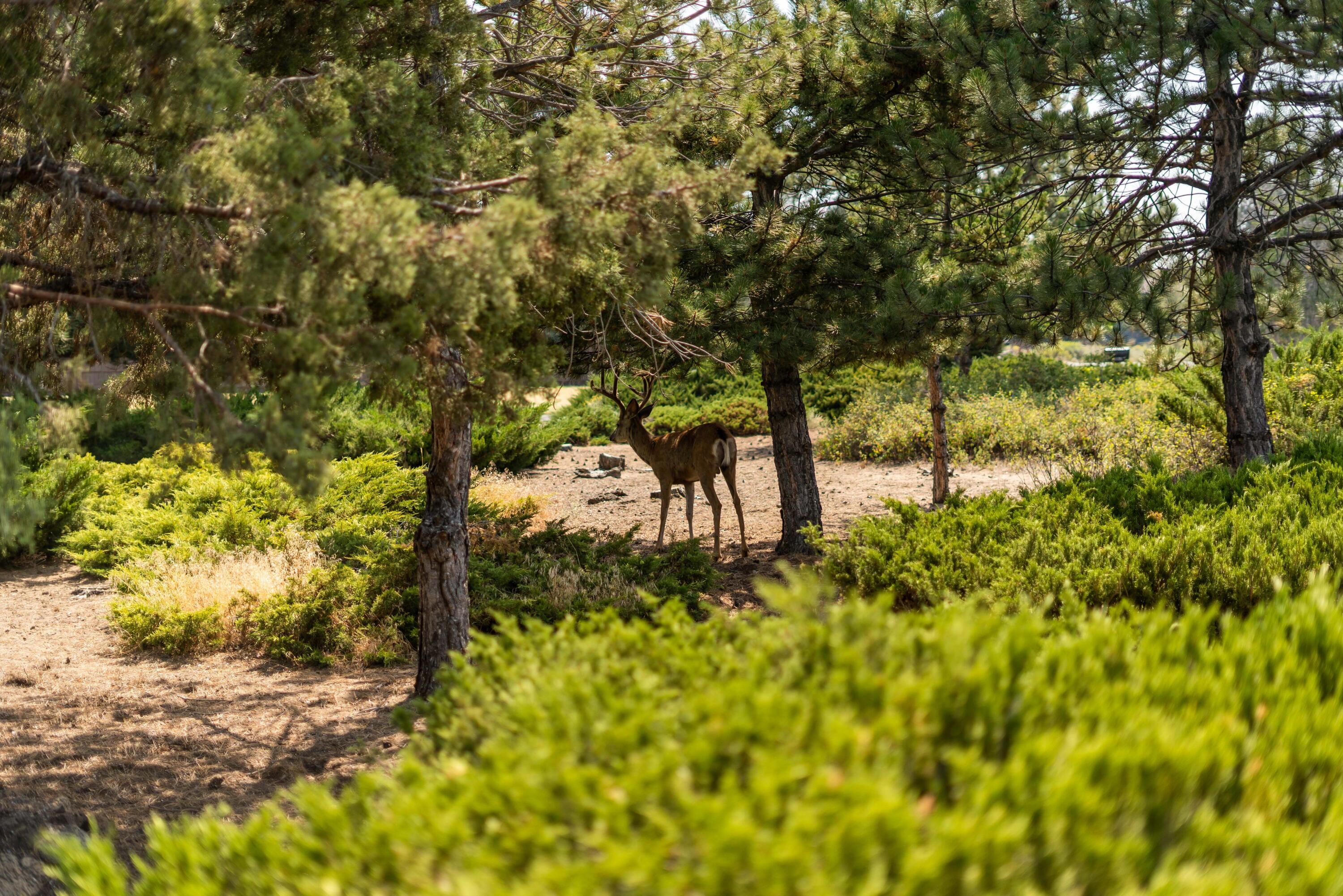 Falcon Sky Estate - Residential