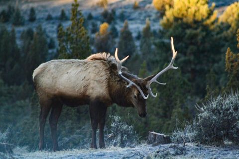 Tiny photo for 5907 NE Timber Lane, Prineville, OR 97754 (MLS # 220213058)