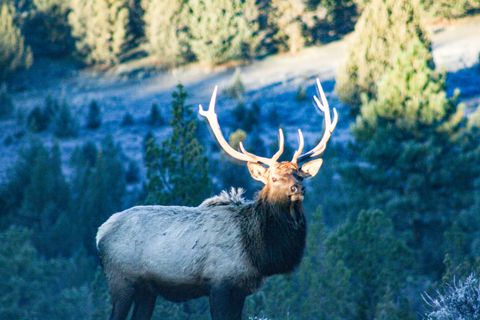 Tiny photo for 5907 NE Timber Lane, Prineville, OR 97754 (MLS # 220213058)