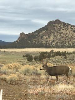 Ochoco Pointe - Residential