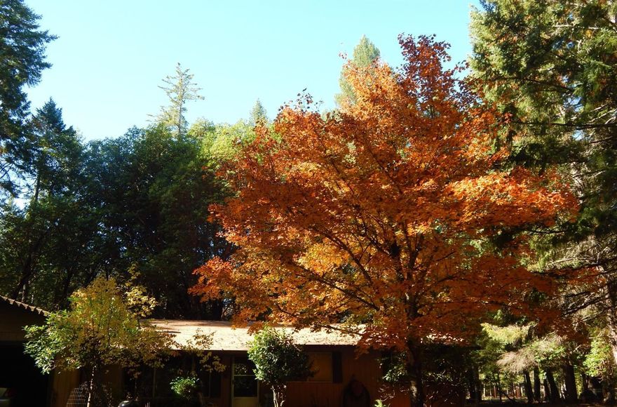 Charming house w/ 2.5 acres. 4 bedroom. 2 bathroom w/ extra large bonus room (i.e. family room w/ deck perfect for family events, recreation or den area). 2.5 acres of beautiful Madrone trees and garden areas. Home has brand new heat pump and has been well-maintained. Two car garage, pole barn, storage shed. wrap around deck. Very cute house with land and perfect for your family.