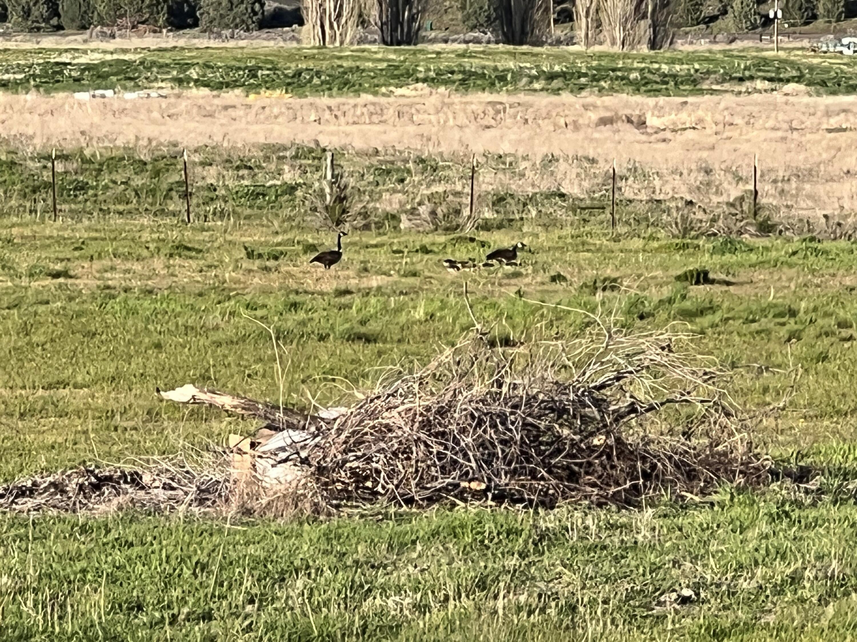 River Ranch Estates - Residential