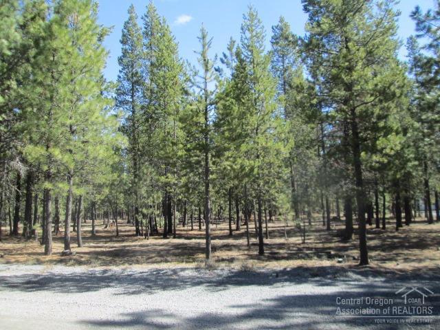 Ponderosa Pines - Land
