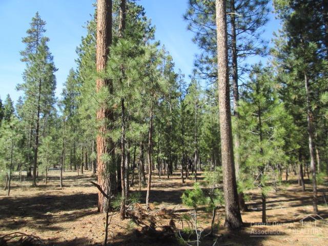Ponderosa Pines - Land