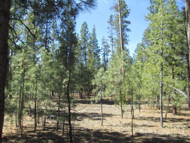 Ponderosa Pines - Land