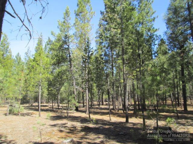Ponderosa Pines - Land