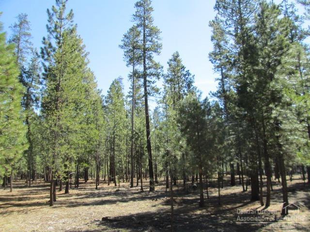 Ponderosa Pines - Land