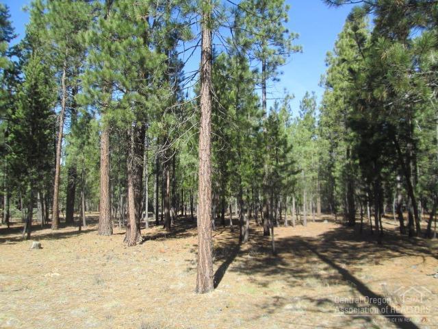 Ponderosa Pines - Land