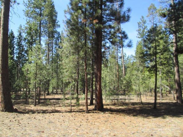 Ponderosa Pines - Land