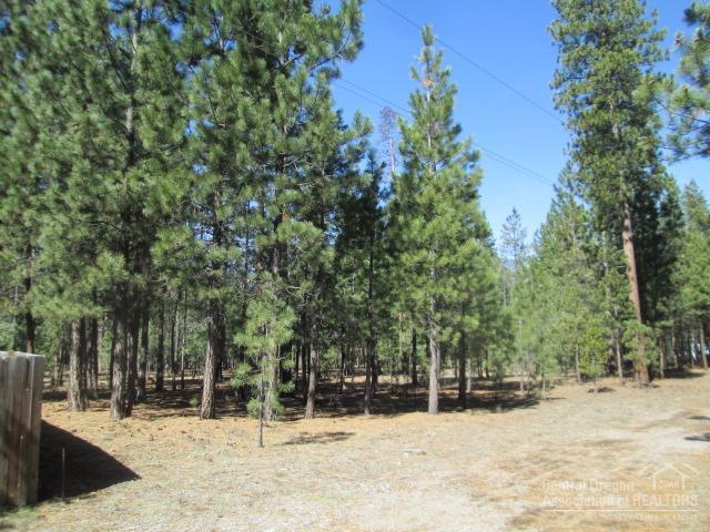 Ponderosa Pines - Land