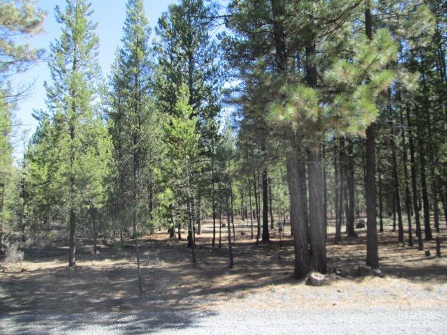 Ponderosa Pines - Land