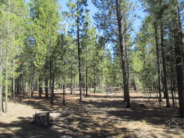 Ponderosa Pines - Land