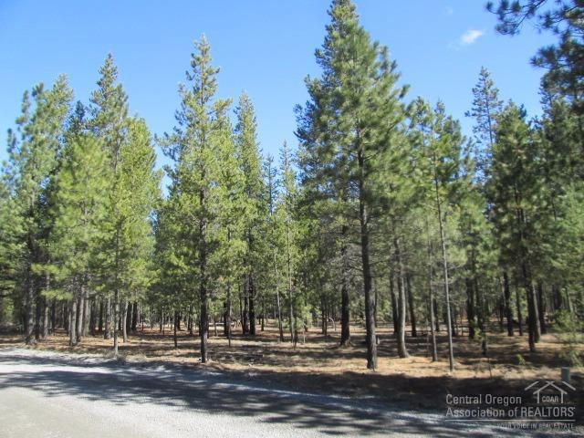 Ponderosa Pines - Land