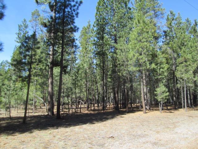 Ponderosa Pines - Land