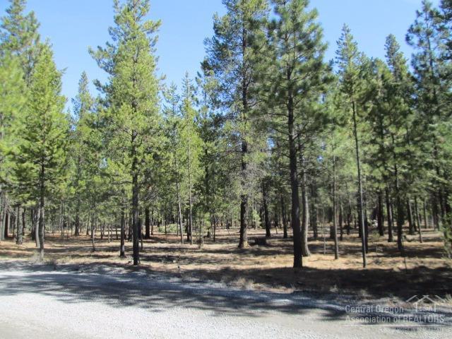 Ponderosa Pines - Land