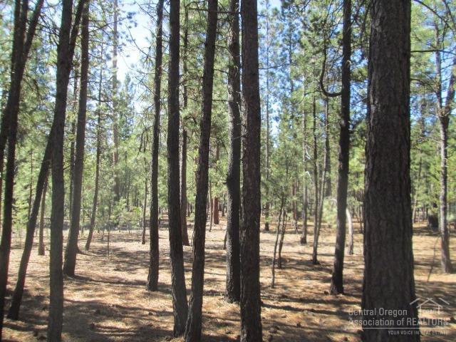 Ponderosa Pines - Land