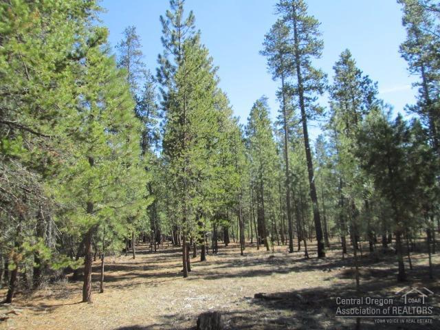 Ponderosa Pines - Land