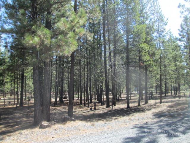 Ponderosa Pines - Land