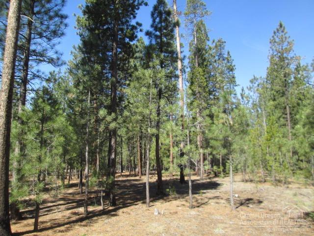 Ponderosa Pines - Land