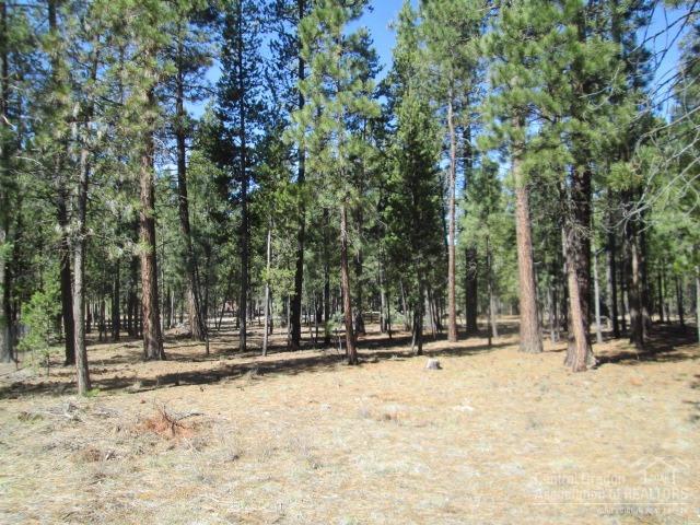Ponderosa Pines - Land