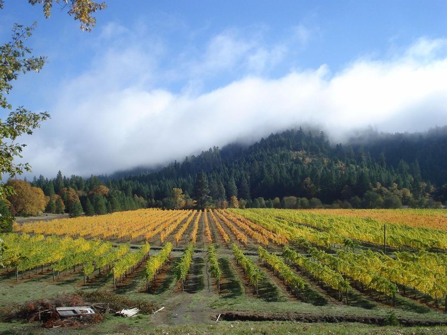 Welcome to Draper Valley Vineyard! This is truly an amazing opportunity to step into a full scale and ready to go vineyard property. This 48 acre piece of heaven lies just 25 minutes from Grants Pass, with easy access to Hwy 199. With 18 acres of planted and very mature vineyard, wine making buildings, and all the equipment needed for the process, this is the turn-key setup you've been looking for. Averaging over 60 tons per year, there is plenty of room for adding vines, or other crops of your choice. Excellent water rights and the most gorgeous setting available make this one unique place. The 2200 sq. ft. farmhouse (built in 1901) was remodeled in 2004 and is more than adequate. The vineyard is fully fenced w/ automatic security gates, comes with all farming and wine making equipment. The 60 ft. greenhouse is ready for all your indoor growing needs. Priced to sell, this is what the Oregon Dream is all about!