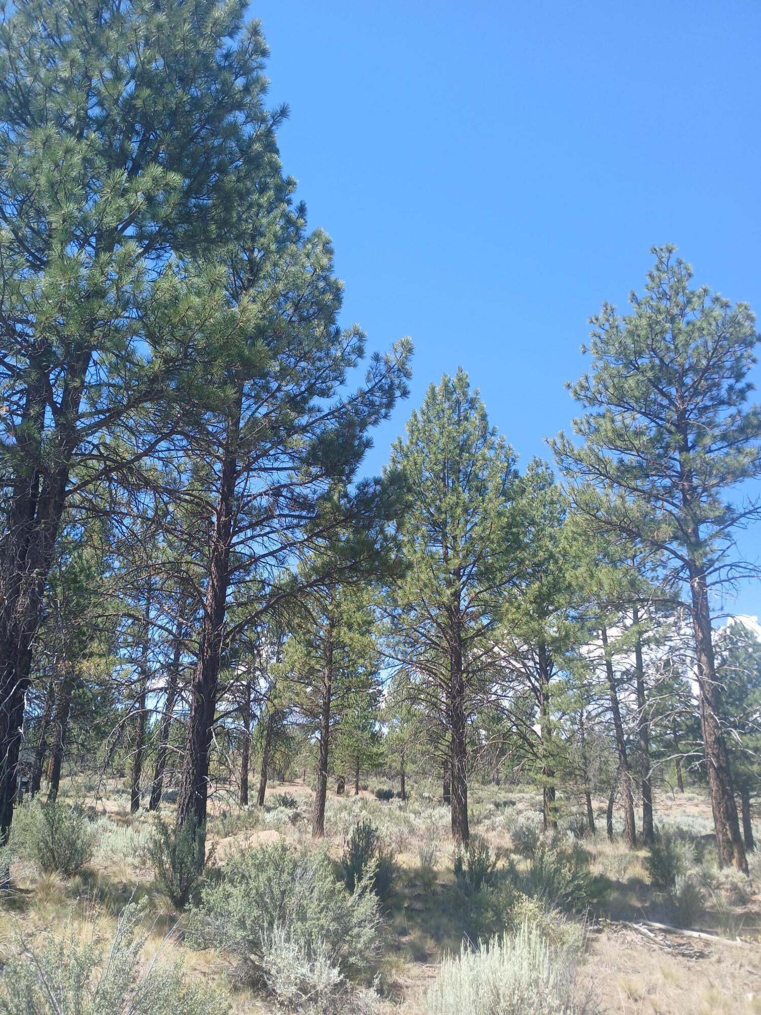 Klamath Forest Estates - Land