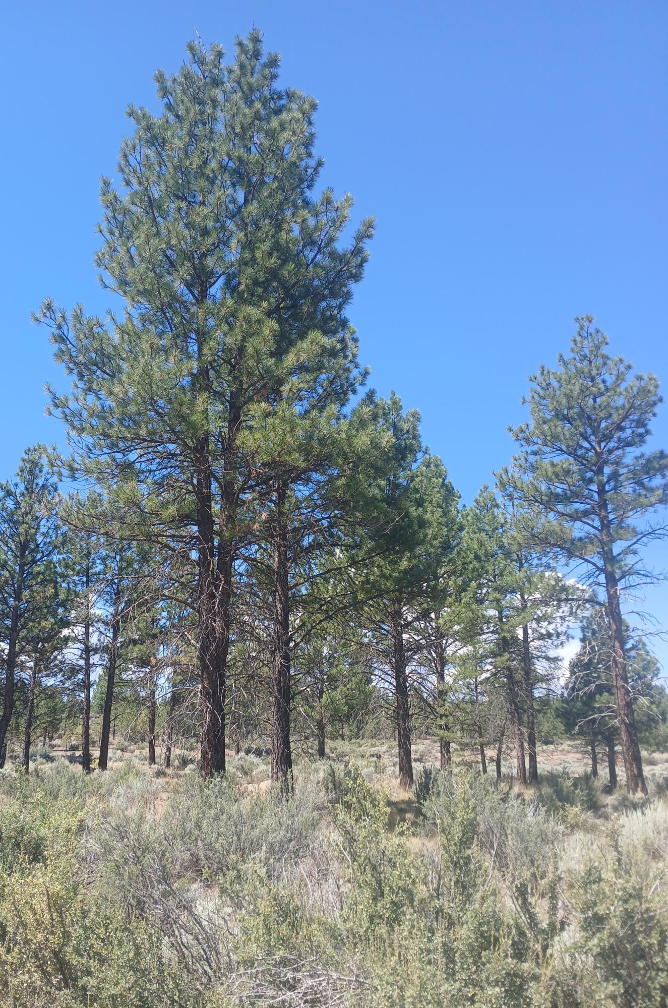 Klamath Forest Estates - Land