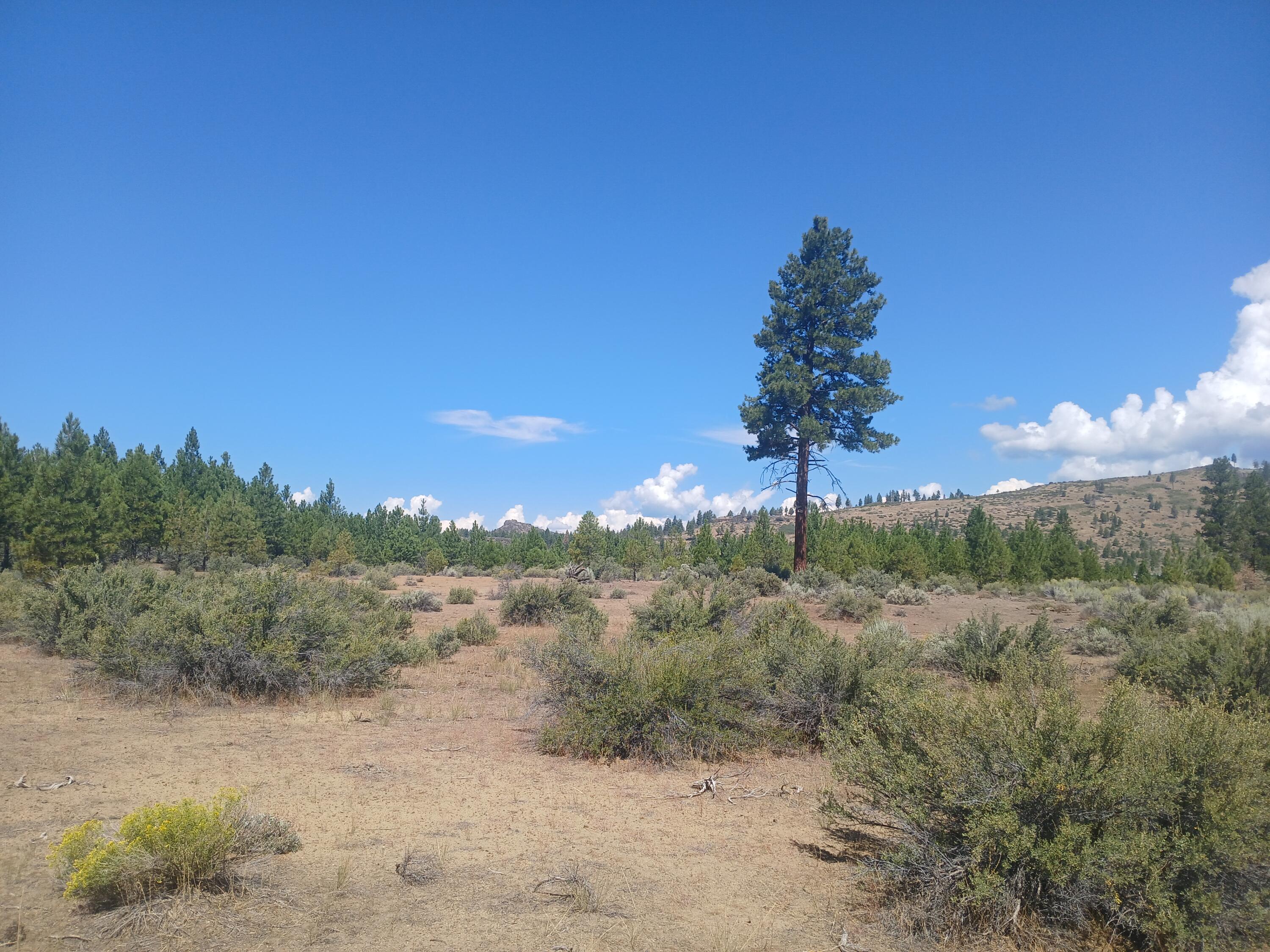 Klamath Forest Estates - Land